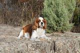 CAVALIER KING CHARLES 032
